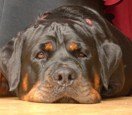 Enza vom Biggeschlösschen Enza vom Biggeschlösschen