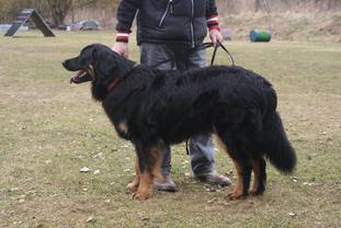 Baxter vom Casino Bond Royal Baxter vom Casino Bond Royal