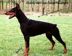 Quinly Les Deux Peupliers Quinly Les Deux Peupliers