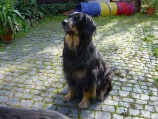 Gaya vom Teckenhahn Gaya vom Teckenhahn