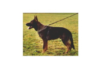 Athos vom Raffzahn Athos vom Raffzahn