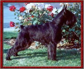 Nellys de Nador Cleville Nellys de Nador Cleville