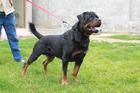 Arko(COR-A-11564-08/147)