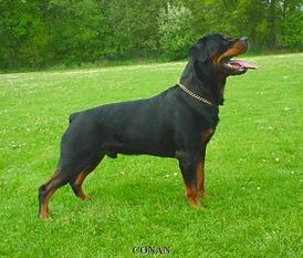 Conan van Rohas Conan van Rohas