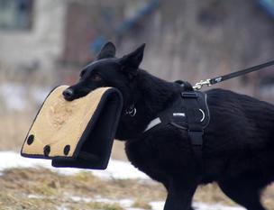 Ajika vom Wolfsfriede Ajika vom Wolfsfriede