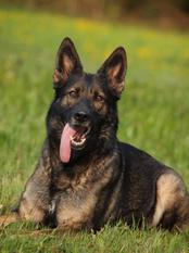 Affra vom Drumlin Wolf Affra vom Drumlin Wolf