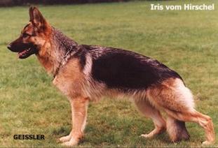 Iris vom Hirschel Iris vom Hirschel