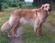 Kiwi vom Campemoor