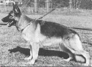 Bambi vom Feldschlösschen Bambi vom Feldschlösschen