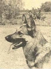 Arrit von der Kreuzhorst Arrit von der Kreuzhorst