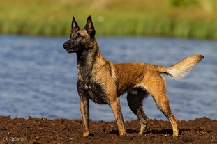 Maddox vom Drachenherz Maddox vom Drachenherz