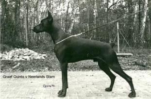 Graaf Quinto van Neerlands Stam Graaf Quinto van Neerlands Stam