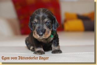 Egon vom Jüttendorfer Anger Egon vom Jüttendorfer Anger