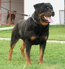 Black od Dragicevica Black od Dragicevica