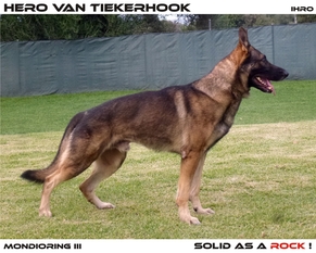 Hero van Tiekerhook (2007) Hero van Tiekerhook (2007)