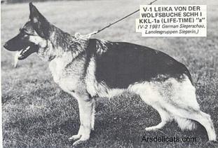 Leika von der Wolfsbuche Leika von der Wolfsbuche