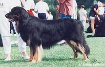 dog image background