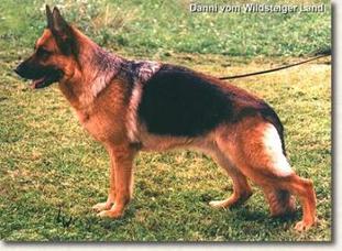 Danni vom Wildsteiger Land Danni vom Wildsteiger Land