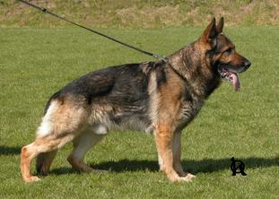 Ingolf von Karthago Ingolf von Karthago