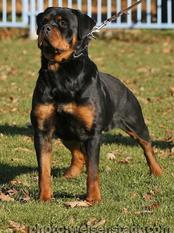 Fuksa German Blood Line Fuksa German Blood Line
