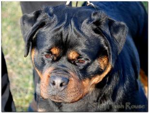 Cochise from Royal Breed Cochise from Royal Breed