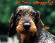 Carlos vom Roggenhof Carlos vom Roggenhof