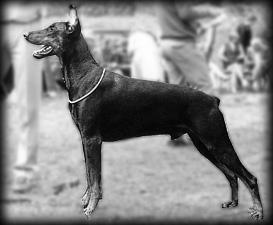 Doberhill Black Vix Doberhill Black Vix