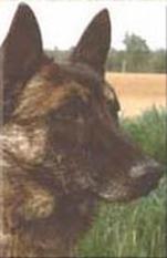 Ebaros des Loups Mutins Ebaros des Loups Mutins
