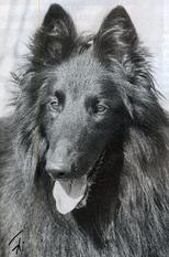 Jirian du Mas de la Galandie Jirian du Mas de la Galandie