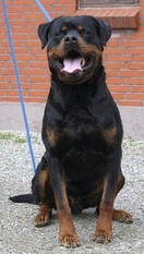 Balou vom Herrenhaus Balou vom Herrenhaus