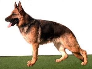 Wolf's Gipsy Wolf's Gipsy