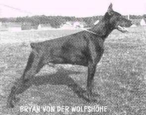 Bryan von der Wolfshöhe Bryan von der Wolfshöhe