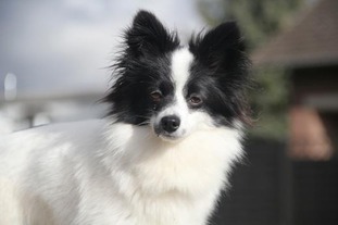 Nica (Wieland) Nica (Wieland)