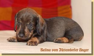 Belina vom Jüttendorfer Anger Belina vom Jüttendorfer Anger