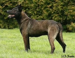 Fleisch (Rommel) Fleisch (Rommel)