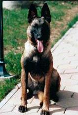 Akita von der schwarzen Kobra Akita von der schwarzen Kobra