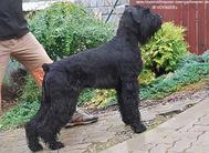 Carbon Bright ze Slunecne verandy