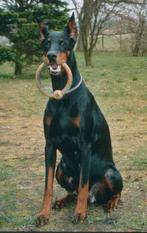 Channa von Assindia Channa von Assindia