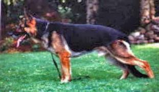 Iko von der Lindenhalle Iko von der Lindenhalle