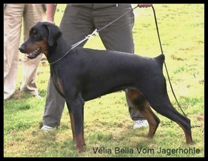 Velia Bella vom Jagerhöhle Velia Bella vom Jagerhöhle