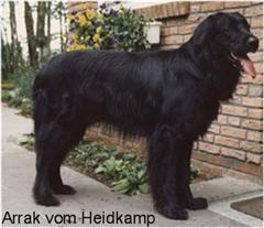 Arrak vom Heidkamp Arrak vom Heidkamp