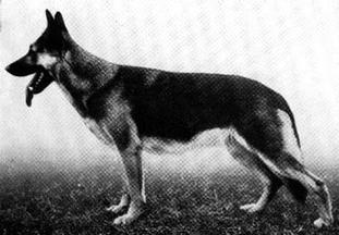 Irma von der Starrenburg Irma von der Starrenburg