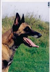Lobo du Vieux Marronnier Lobo du Vieux Marronnier