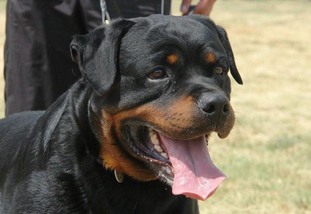 Gino von St.Niclas Gino von St.Niclas