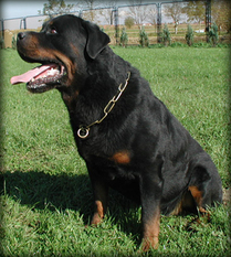 Nelson (HR 11142) Nelson (HR 11142)