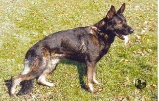 Brus Balgaro CS Brus Balgaro CS