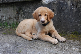 Bogart von der Urschlagquelle Bogart von der Urschlagquelle