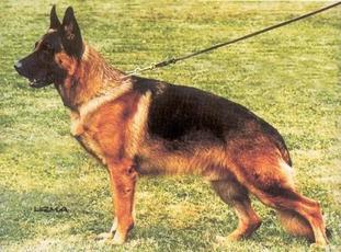 Rocko de Quevedo Rocko de Quevedo