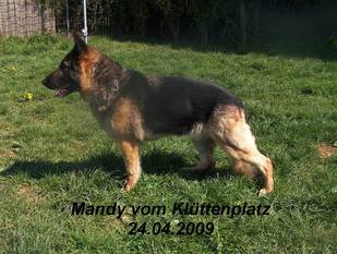 Mandy vom Klüttenplatz Mandy vom Klüttenplatz