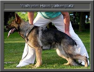 Yosh vom Haus Valkenplatz Yosh vom Haus Valkenplatz